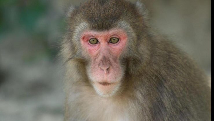 70 yıllık gözlemde ilk kez: Erkek lideri yenen dişi maymun alfa oldu