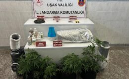 UŞAK’TA YASADIŞI KENEVİR ÜRETİMİNE JANDARMA DARBE VURDU