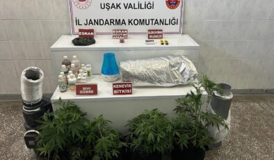 UŞAK’TA YASADIŞI KENEVİR ÜRETİMİNE JANDARMA DARBE VURDU