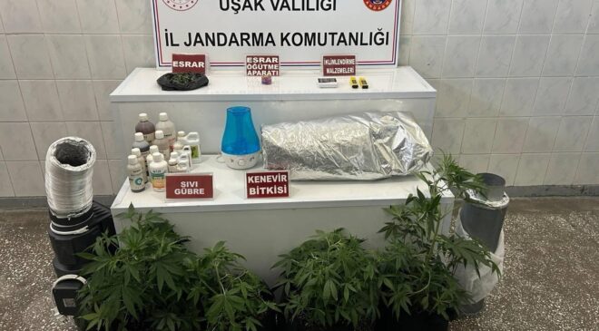 UŞAK’TA YASADIŞI KENEVİR ÜRETİMİNE JANDARMA DARBE VURDU