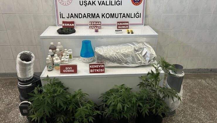 UŞAK’TA YASADIŞI KENEVİR ÜRETİMİNE JANDARMA DARBE VURDU