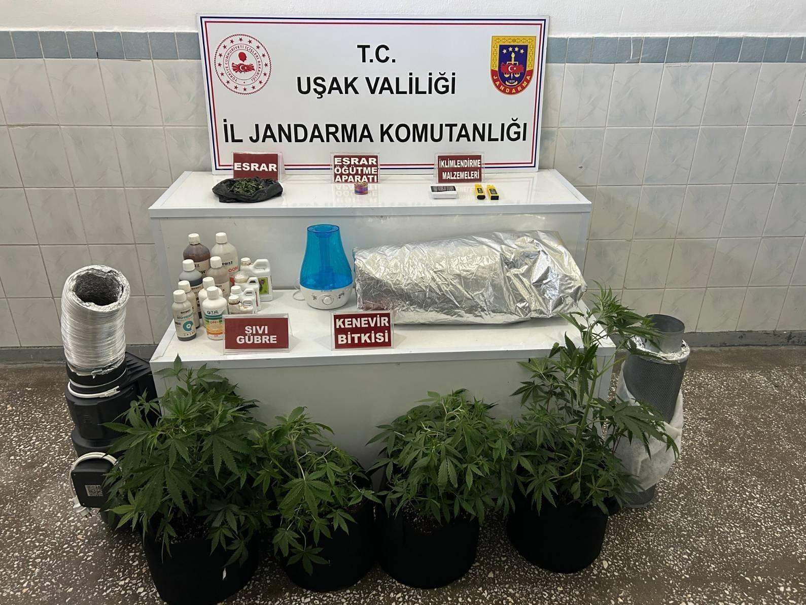 UŞAK’TA YASADIŞI KENEVİR ÜRETİMİNE JANDARMA DARBE VURDU